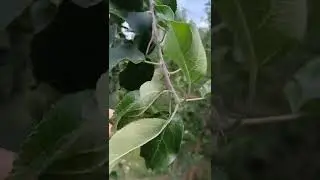 Honeycrisp seedling in Moscow region 2022
