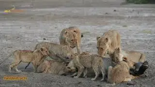 Unforgettable Amboseli Lion Feast: Thrilling Wildlife Encounter
