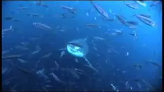 TUBARÃO BRANCO - cores que atraem o ataque
