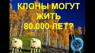 Клонирование человека и огромный клон, живущий 80.000 лет