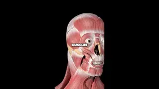 The Surprising REASON Why Our Jaws Are Underdeveloped