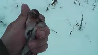 Щеглы , Чечётки  -  наши  любимые птички.