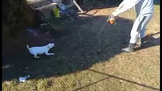 Angry Jack Russell Terrier vs Chainsaw