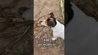 Самая древняя система мотивации #мотивация #дети # сотрудники