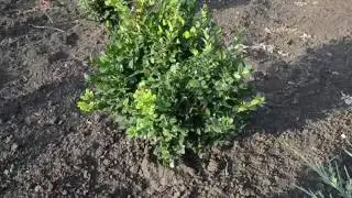 Буксус широколистный 40-50 см | Plante.md