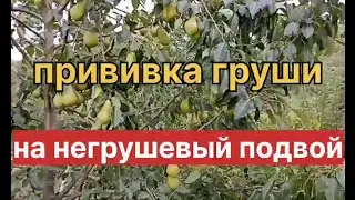 Grafting a pear onto a non-pear rootstock