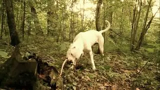PIT BULLDOG AREY (Ἄρης - GOD OF WAR) OF HELEN'S TERRIBLE