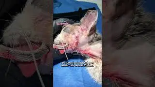 Injured Mama Cat (Amy Rose) Update #cat #kittenrescue #catlover #catrescue