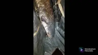 BACK TO THE DEEP | #carpfishing #catfish #fishing