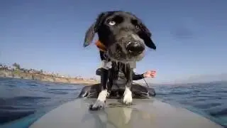 Puppies first surf in So CAl
