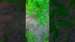 помидоры! семечкой вырастил в грунте!