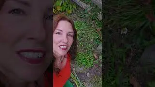 Full DAISY Pruning Demo ✂️🌼 Growing Home Gardening Show #daisypruning