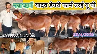cow for sale | cows cheap price available for sale in yadav dairy farm Orai up/farmers/farming/dairy