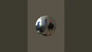 Ulasan tentang semua jenis ayam dan kandang ayam