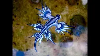 Glaucus Atlanticus 