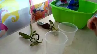 Пересадка деток фаленопсис КЛЕОПАТРА И КОМПИЛЯЦИЯ