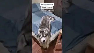 Животные Как Смысл Жизни 😂
