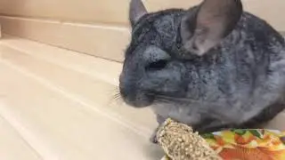 Вкусняшки привез Даниил с Санкт-Петербурга!