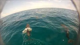Dolphins with Greg, Eric, and Sunil   June 26, 2018