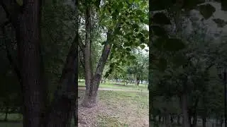 Сбор липы