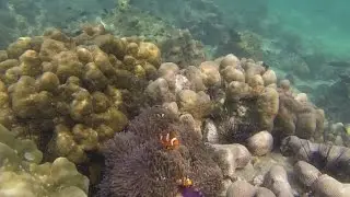 Snorkeling at Mergui Archipelago Myanmar