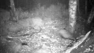 Bushnell in Badgerland