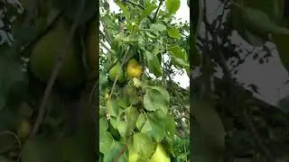 НА ОДНОМ ДЕРЕВЕ ДВА ВИДА ГРУШИ.