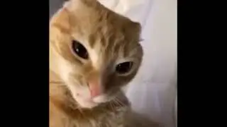 The rock cat meme #shorts