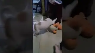 Charizard vs Sachi
