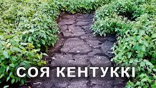 Ця соя тримає посуху. Стоїть зелена і наливає боби