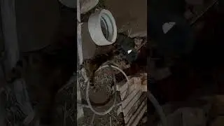 Бенгальская кошка против кане корсо