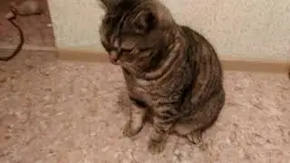 Кота довели