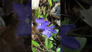 Spring flowers and fresh green in Canada