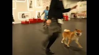 Shiba male, CH class, Ryga 5 group show