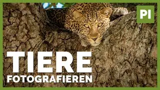 Tiere fotografieren ➡️ 5 Tipps aus Kenia 🦁🦓 Sony Alpha