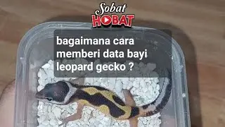 cara nulis data baby gecko #leopardgecko #tokek #reptile