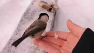 Hungry Willow Tits / Talltitor