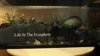 Life in the Ecosphere Pilot