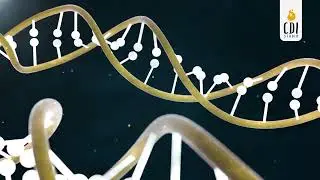 DNA Double Helix - 3D Medical Animation