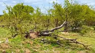 How a leopard hyena shared a kill #animal #tiger #trending #tiktok #video #shortsvideo #shorts #lion