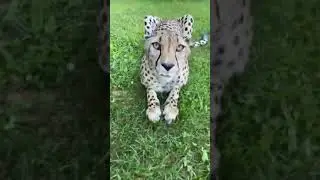 Sound On - Cheetah Purr - Cincinnati Zoo 