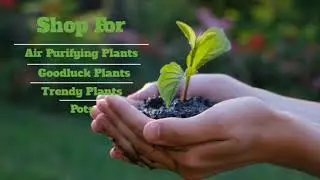 EverGreen Nine | Business Intro