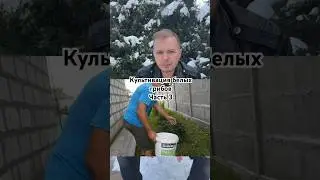 Is it possible to grow mushrooms in your garden?!😱 Part 3!
