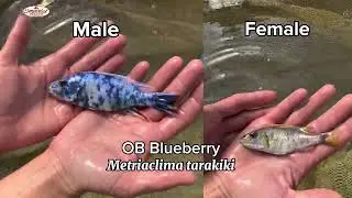 🌟 Check out some of our Breeders at Imperial Tropicals  🐟 #aquarium #ImperialTropicals #fishbreeder