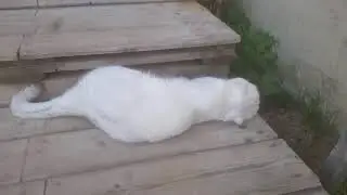Охота на мух дача Тихон