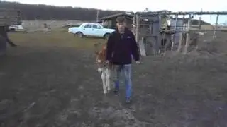 Ребекка. Первые прогулки в поводу
