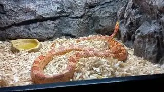 Orange Snake .. it looks lit