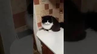 вор в кухне по имени Бонифаций