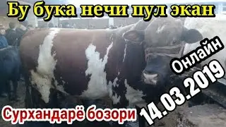 Сурхандарё Сариосиё мол бозори Мол От к,уй эчки нархлари 14.03.2019 Пайшанби бозори