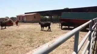 Pre-Veterinary Medicine Concentration at SHSU